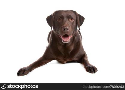 Chocolate Labrador retriever dog. Chocolate Labrador Retriever dog lying down, isolated on a white background
