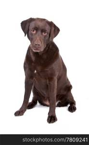 Chocolate Labrador retriever dog. Chocolate Labrador Retriever dog sitting isolated on a white background