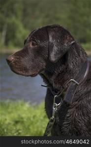 chocolate labrador wet on nature near the river and forest. chocolate labrador wet