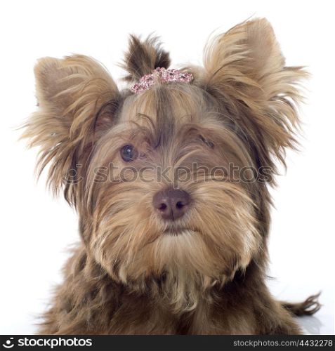 chocolate yorkshire terrier in front of white background
