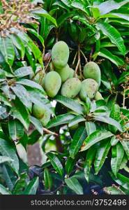choke anan mangoes hanging on tree