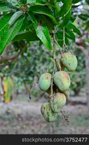 choke anan mangoes hanging on tree and mango garden background
