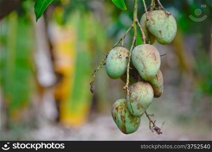 choke anan mangoes hanging on tree and mango garden background
