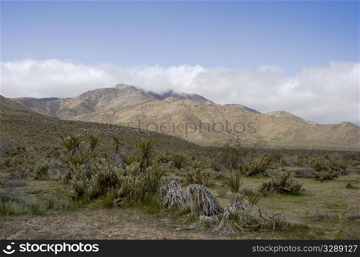 Cholla and yucca in desert landscape