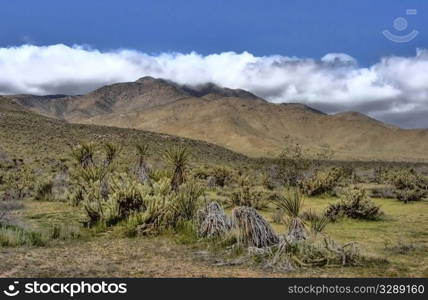 Cholla and yucca in desert landscape HDR
