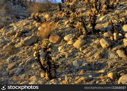 Cholla cactus desert sunrise