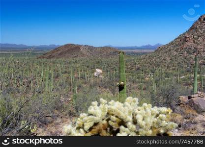 Cholla Cactus in Saguaro National Park, Arizona