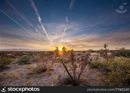 Cholla cactus in Sonoran Desert in Arizona, USA. Sunset scene