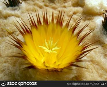 . Chonburi Province, Thailand. Described by Heinrich Hildmann in 1891, it is popularly known as the Golden Barrel Cactus, Golden Ball or, amusingly, Mother-in-Law&rsquo;s Cushion, or even more amusingly.