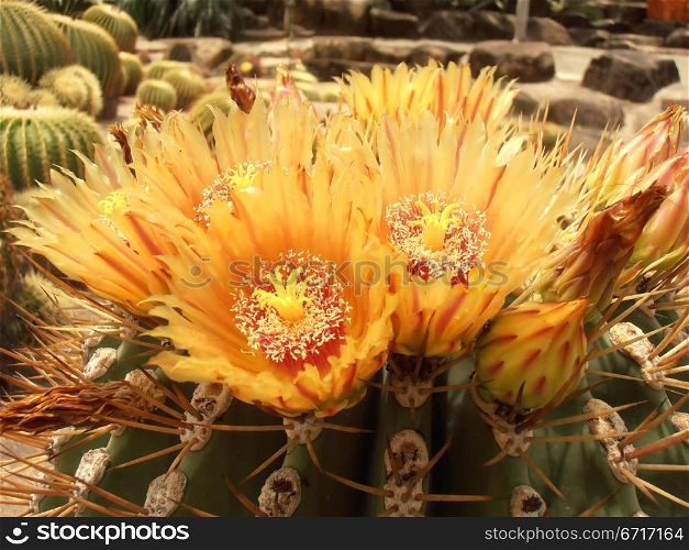 . Chonburi Province, Thailand. Described by Heinrich Hildmann in 1891, it is popularly known as the Golden Barrel Cactus, Golden Ball or, amusingly, Mother-in-Law&rsquo;s Cushion, or even more amusingly.