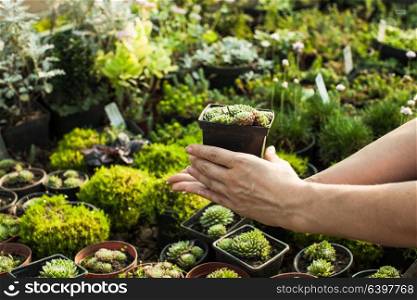 Choosing the succulents in pots for a rocky garden. The Succulents in the flower market