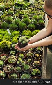 Choosing the succulents in pots for a rocky garden. The Succulents in the flower market