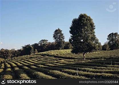 Choui Fong Tea Plantation is famous landmark in Chiang Rai. Tea Plantation