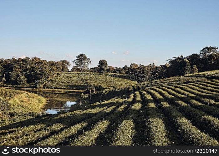 Choui Fong Tea Plantation is famous landmark in Chiang Rai. Tea Plantation