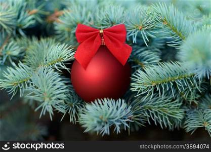 Christmas and New Year: red bauble decorated with bow on a blue fir tree, nice seasonal background
