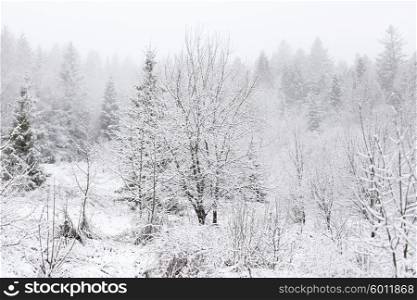 Christmas background, winter forest