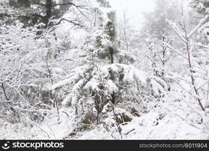 Christmas background, winter forest