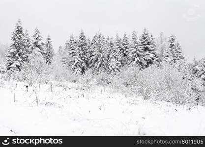 Christmas background, winter forest