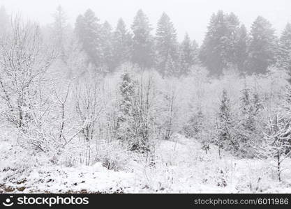 Christmas background, winter forest