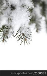 Christmas background with snowy spruce tree branches isolated on white