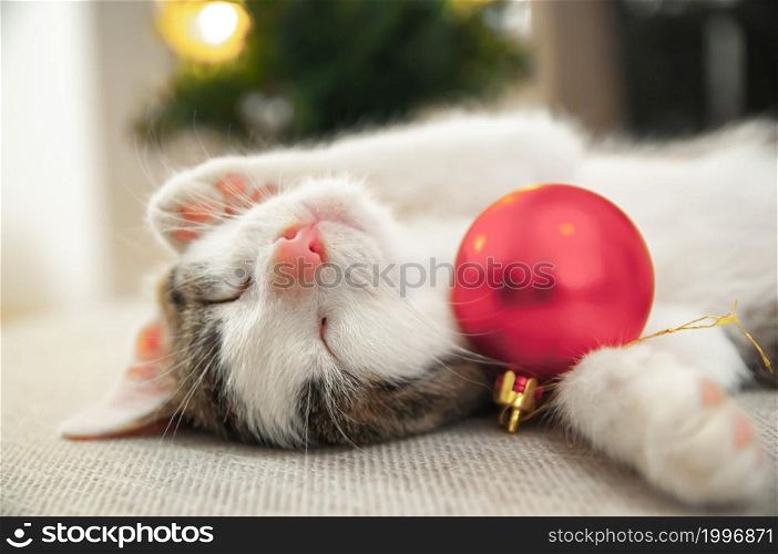 Christmas cat. Portrait striped kitten playing with Christmas lights garland on festive red background. Kitty looking at camera.
