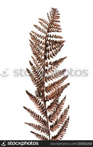 Christmas decorative Brown fern leaf isolated on white background.