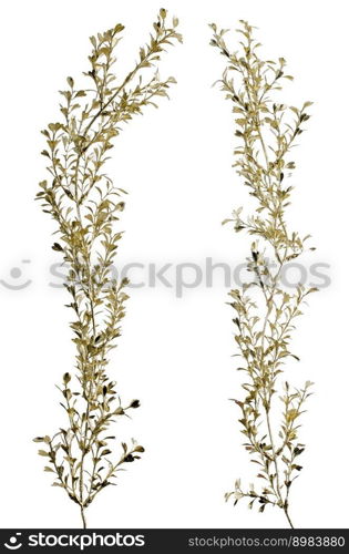 Christmas decorative golden leaves isolated on white background.