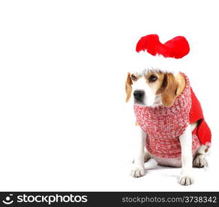 Christmas Dog As Santa