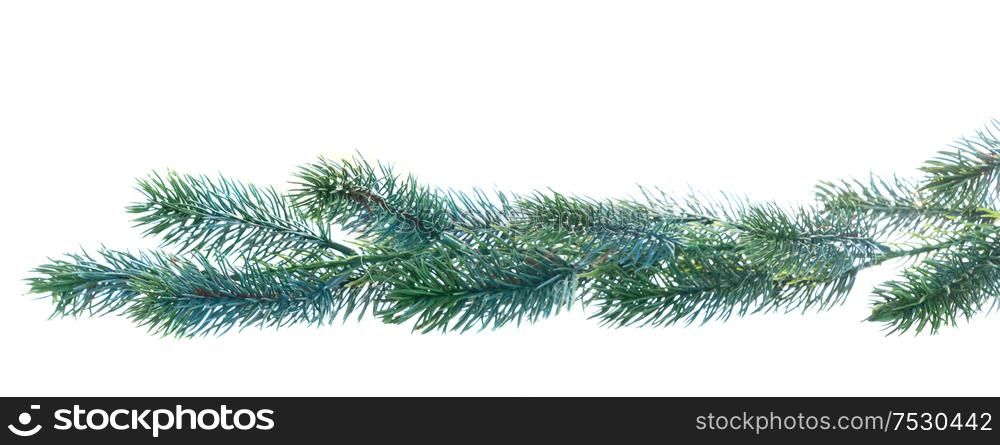 Christmas evergreen garland on isolated white background. Christmas garland on white