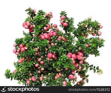 Christmas evergreen Pernettya plant with red berries isolated on white. Christmas evergreen Pernettya plant