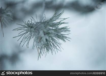 christmas evergreen spruce pine tree in nature covered with fresh snow, frost and ice