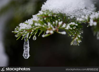 christmas evergreen spruce pine tree in nature covered with fresh snow, frost and ice