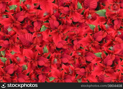 christmas flower background