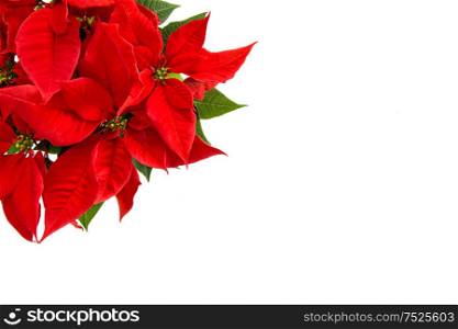 Christmas flower isolated on white background. Red poinsettia blossom with green leaves