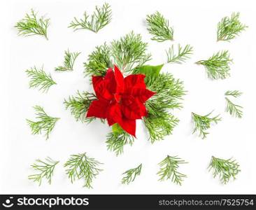 Christmas flower red poinsettia and thuja branches. Floral background