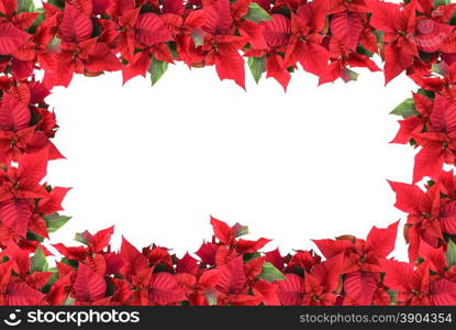 christmas frame from poinsettias isolated on white