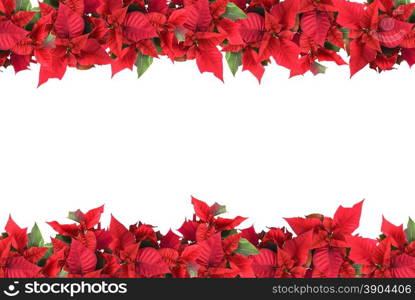 christmas frame from poinsettias isolated on white