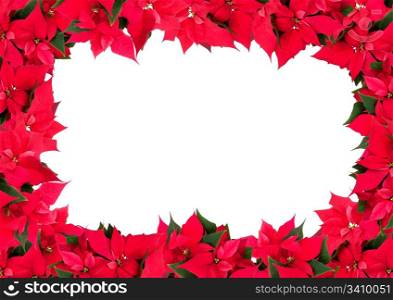 Christmas Frame of Flowers - Poinsettia (Euphorbia pulcherrima) on White Background