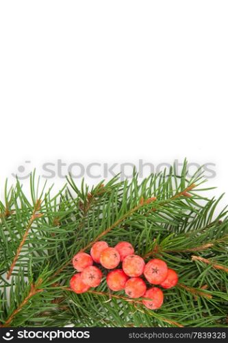 Christmas green framework and holly berry isolated on white background