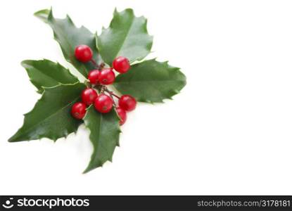 Christmas holly leaves and berries isolated on white background