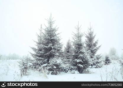 Christmas landscape with young fir trees and snow in a field