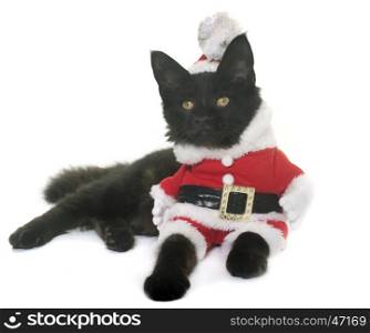 christmas maine coon kitten in front of white background