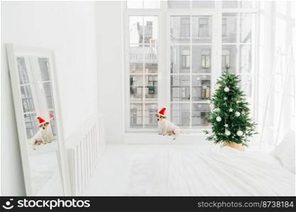 Christmas mood, modern apartment and animals. Cozy bedroom with decorated New Year tree in white tones, puppy near window. Horizontal shot