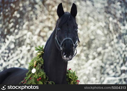 Christmas portrait of black beautiful horse. winter