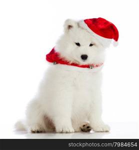 Christmas puppy. Merry christmas