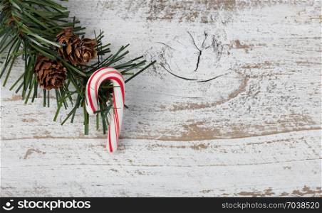 Christmas single candy cane ornament hanging in rough fir tree branch on rustic white wooden background