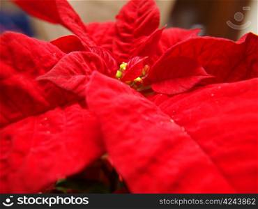 Christmas star, isolated macro of center, deep red petals