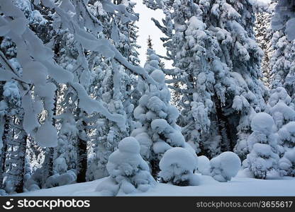 Christmas theme- frozen trees