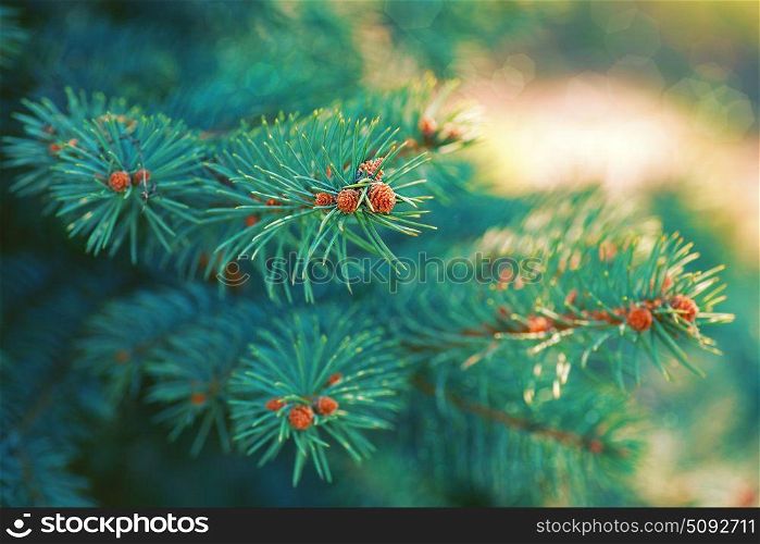 Christmas tree, abstract natural backgrounds