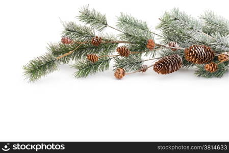 Christmas tree branch